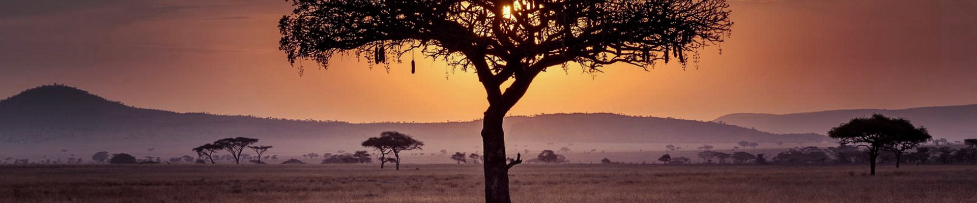 TANZANIE SAFARI